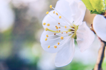 Beautiful white cherry blossom sakura flowers macro close up in spring time. Nature background with flowering cherry tree. Inspirational floral blooming garden or park. Pastel flower art design.