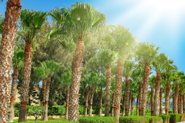 palm tree on nature near the sea background
