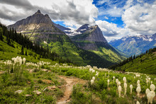 Mountains And Wildflowers Of Glacier National Park On The Going-to-the-Sun Road