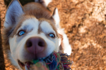 a red husky playing toggle with a colorful toy with blue eyes and a brown orange grass background