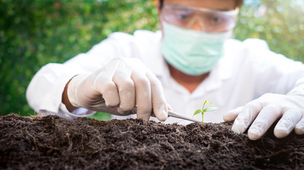 Wall Mural - Select focus Seeds drop on the planting hole over blurred Smart Farmers hand planting seedlings in a germ-free and insect-free laboratory for growing seedlings for agriculture.environment concept.