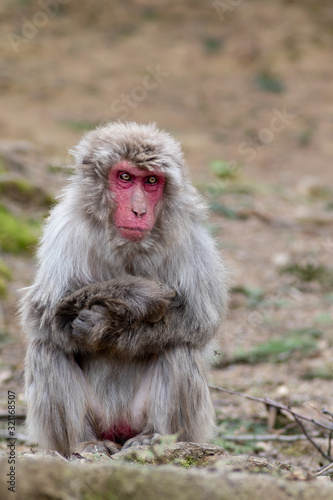 Cuadros en Lienzo An angry monkey in a japanese montain