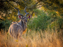 Greater Kudu (Tragelaphus Strepsiceros) Male. Mpumalanga. South Africa.