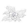 Vector illustration of shea nuts small bush drawn by lines. Design for shea butter or balm organic products packaging and label. Healthy and natural