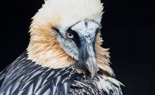Close-up Of A Large Eagle
