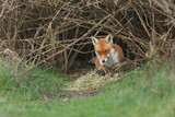 Fototapeta Psy - A magnificent wild Red Fox, Vulpes vulpes, emerging from its den at dusk to go hunting. It is poking out its tongue.