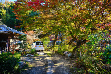 Wall Mural - white cars parked under the trees in the autumn of the japanese countryside, in the morning the sunl