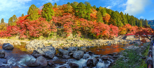Wall Mural - panorama view of korankei valley in autumn the leaves turn red is very beautiful. there are streams 