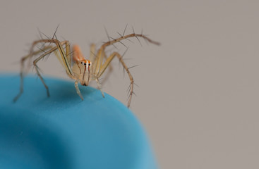 lean lynx spider