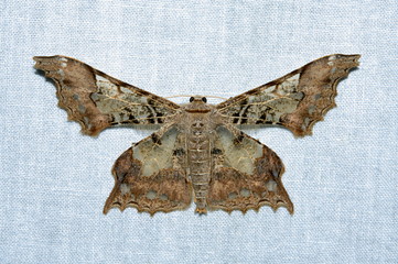 Moth, Lepidoptera, from Eaglenest WLS, Arunachal Pradesh