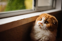 Ginger Scottish Fold Cat Looking Out Window