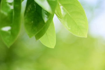 Closeup nature view of green leaf on blurred greenery background in garden with copy space using as background natural green plants landscape