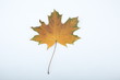 autumn maple leaf on a white background