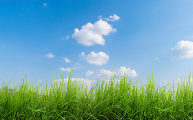 field with a beautiful green grass in the foreground. In the background we can see a beautiful blue sky with white clouds on an August day in the park.