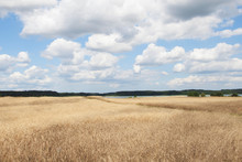  wheat field and blue sky with clouds Kaszuby Poland 