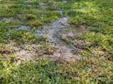Fototapeta Sawanna - muddy puddles in grassy yard