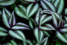 Leaf Of Inch Plant ( Tradescantia Zebrina ), Ornamental Plants