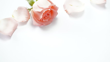 Pink roses on a white background