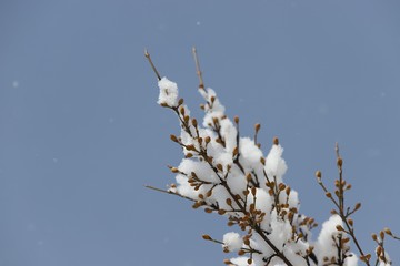 Snow covered tree branches over snowy house roof with blue sunny sky