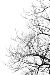 Poster - branch of tree silhouette on white background