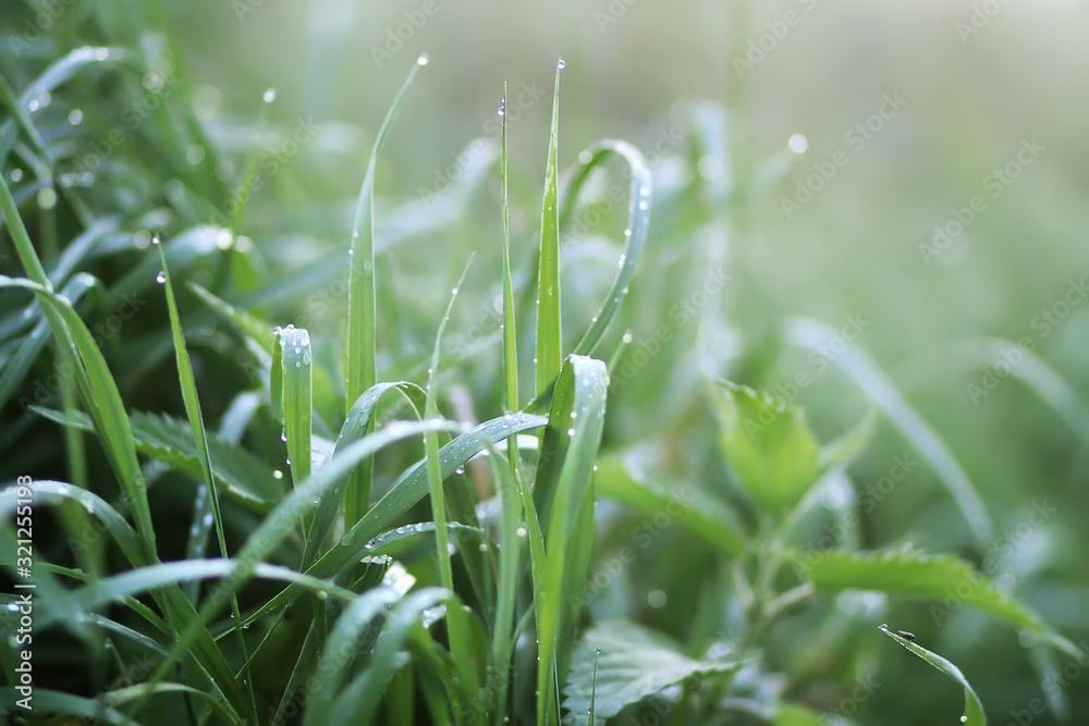 Close up of fresh green wet grass with water drops in the early morning in countryside - obrazy, fototapety, plakaty 