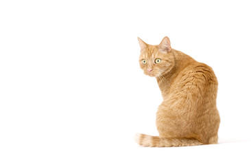 Adult red tabby cat sitting isolated on white background