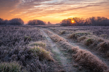 Wall Mural - Road during a frosty morning in Oborskie Meadows, Konstancin Jeziorna, Poland