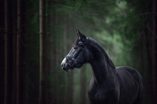 Portrait Of Beautiful Young Grey Trakehner Mare Horse Standing In Dark Green Forest