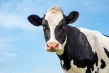 Adult Black And White Cow, Gentle Look, In Front Of  A Blue Sky.