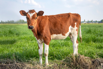 Wall Mural - Cow calf, looks like a baby deer, red and white in a green field