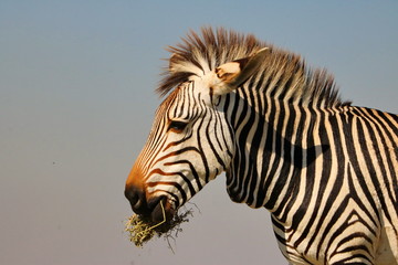 Wall Mural - Hartmanns Mountain Zebra 876