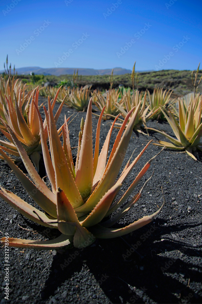 Stock-Foto Aloe Vera Feld auf Lavagestein, Insel Lanzarote, Kanaren,  Spanien, Europa | Adobe Stock