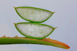 Aloe Vera Pflanze, Heilpflanze und Nutzpflanze, Kosmetikprodukte 