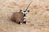 Fototapeta Sawanna - The male oryx antelope have one horn in sawanna garden