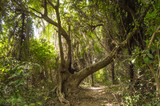 Fototapeta  - Dense rainforest with a small path