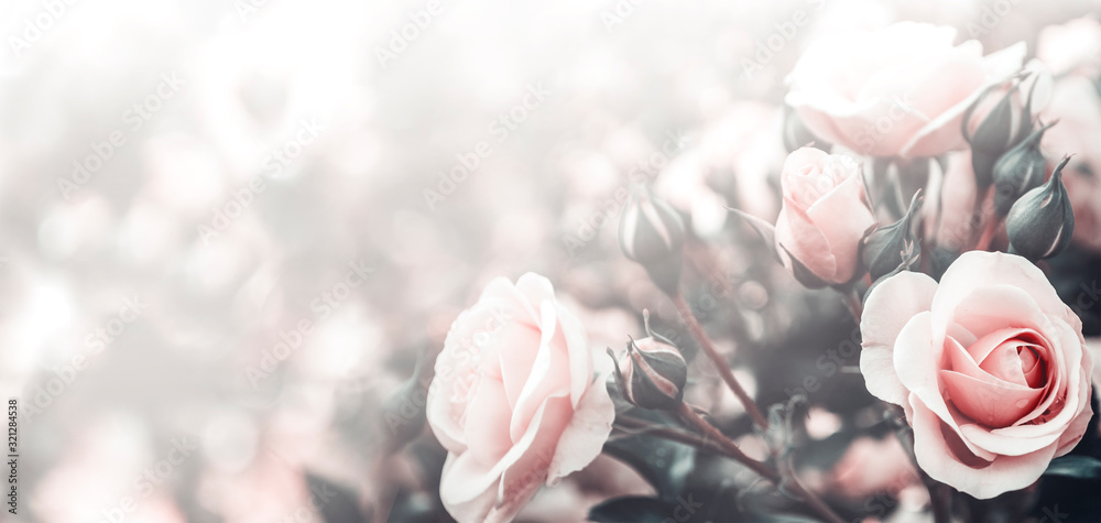 Fine art image of beautiful pastel roses in garden. - obrazy, fototapety, plakaty 
