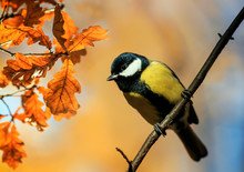 Portrait Bird A Tit Sits In A Sunny Autumn Park Among The Golden Leaves Of An Oak Tree