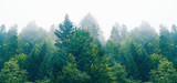 Fototapeta Las - The dramatic wall fir-tree forest against the gray sky in the fog for creative background