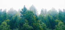 The Dramatic Wall Fir-tree Forest Against The Gray Sky In The Fog For Creative Background