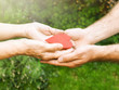 © taylon - Hands with a red heart closeup.Young man gives a red heart to elderly woman. Human emotions, old people health. Love, compassion, mother and son. Valentin, mothers day. Green background, sun rays.
