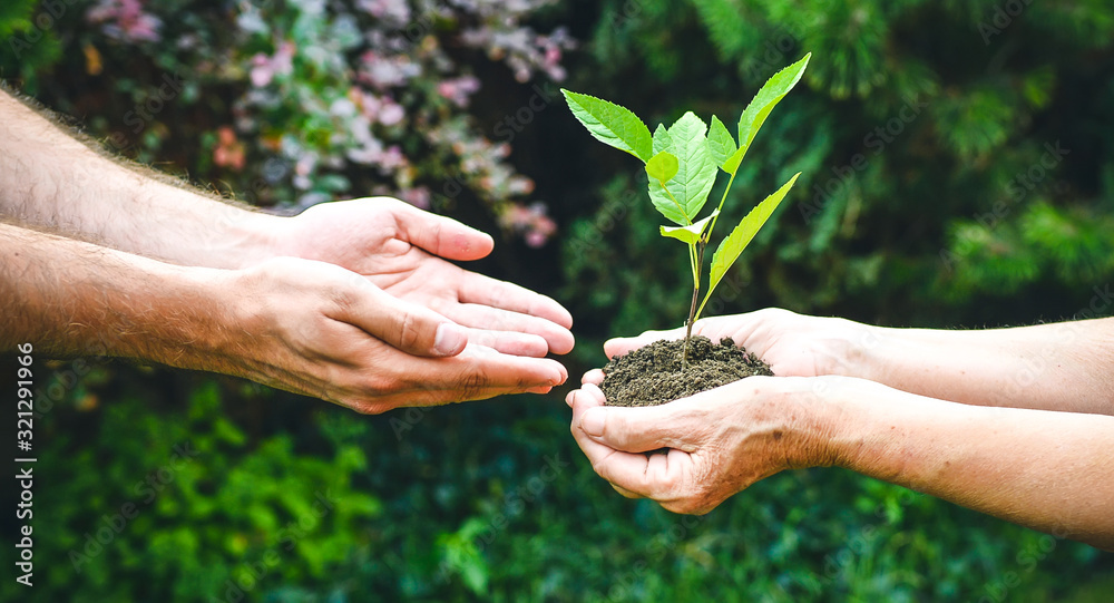 Young and senior hands holding green plant. Elderly woman with wrinkled ...