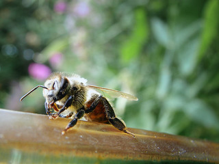 Wall Mural - Bee on Birdbath 1