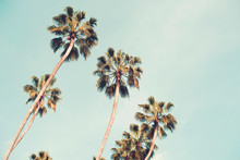 Palm Trees Over A Blue Sky Minimal 