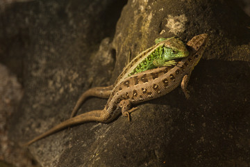 Sand lizard (Lacerta agilis).