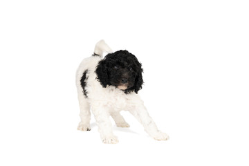 Wall Mural - Harlequin Poodle puppy with black and white fur standing isolated on a white background