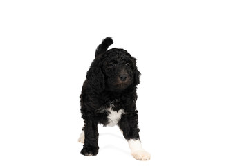 Wall Mural - Harlequin Poodle puppy with black and white fur standing isolated on a white background