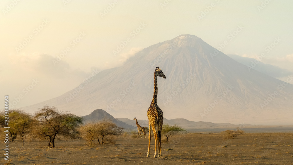 giraffes in the Ngorongoro crater with the Ol Doinyo Lengai volcano in the background - obrazy, fototapety, plakaty 