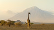 giraffes in the Ngorongoro crater with the Ol Doinyo Lengai volcano in the background