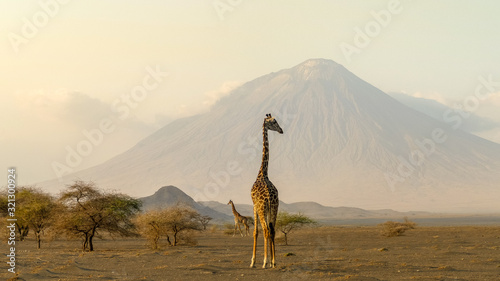 Photo giraffes in the Ngorongoro crater with the Ol Doinyo Lengai volcano in the backg