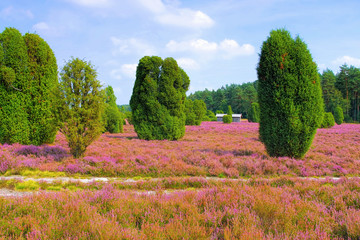 Sticker - Lüneburger Heide im Herbst bei Wilsede - landscape Lueneburg Heath in autumn